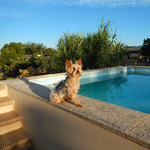 snoopy.am.wasserfp