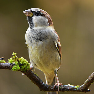 DSC 3109 Spatz