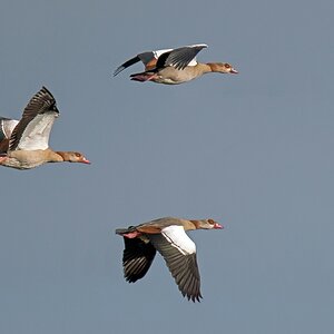 D50 4657 Nilgänseformation IA 10 2016