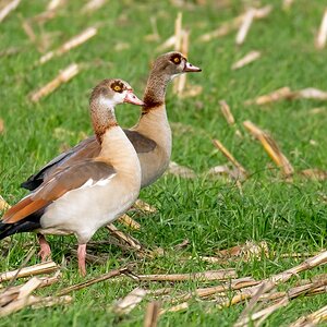 D50 4753 Nilgänse IA 10 2016