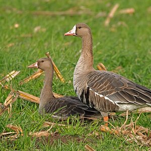 D50 4754 Blässgans Alt  und Jungvogel IA 10 2016