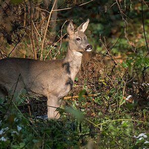 D50 4967 JUngreh III A 11 2016 Stadtpark Urwald