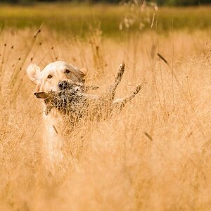 Golden Retriever
