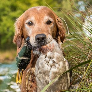 Golden Retriever