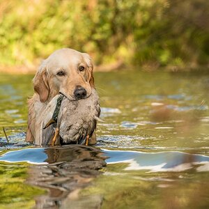 Golden Retriever