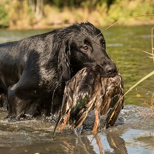 Flat Coated Retriever
