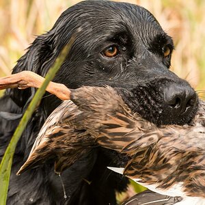 Labrador Retriever