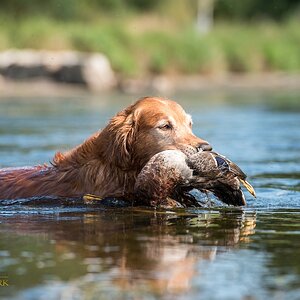 Golden Retriever