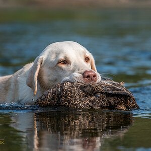 Labrador Retriever