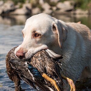 Labrador Retriever