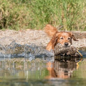 Golden Retriever