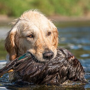 Golden Retriever