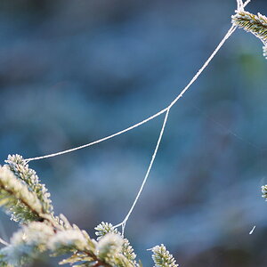 Der Winter ist noch nicht da, aber der Frost als Vorbote sorgt schon für eine schöne Stimmung.