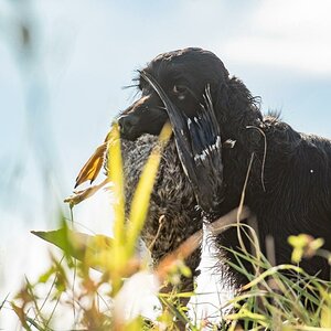 Cocker Spaniel