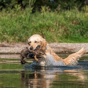 Golden Retriever