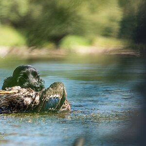 Cocker Spaniel