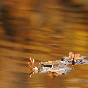 Herbstfarben