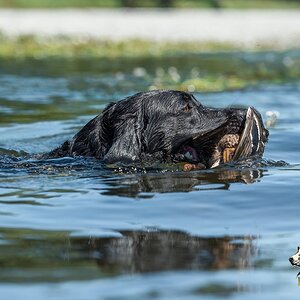 Labrador Retriever