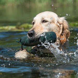 Golden Retriever
