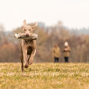 Weimaraner