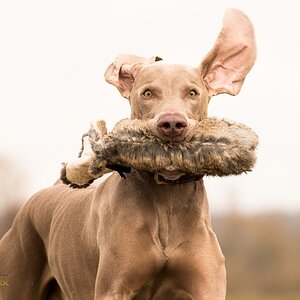 Weimaraner