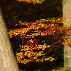 DSC 1786 Herbst