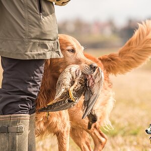 Golden Retriever