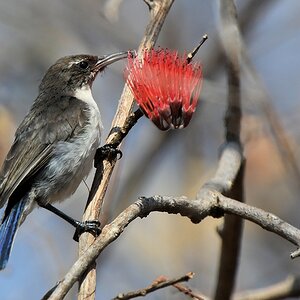 Schwalbennektarvogel, Weibchen (Eastern violet-backed Sunbird)
Ruaha Nationalpark

s335 Ruaha Eastern Violet Backed Sunbird 1004
