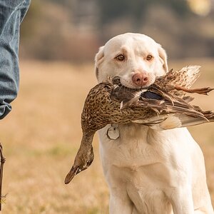 Labrador Retriever