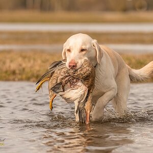 Labrador Retriever