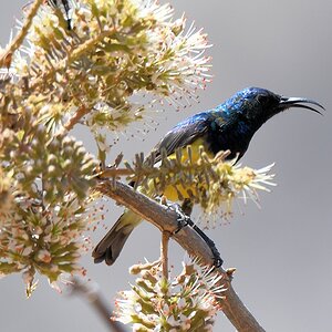 Ziernektarvogel (Variable Sunbird)
Ruaha Nationalpark

s355 Ruaha Sunbird 1550
