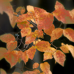 DSC 2950 Herbst