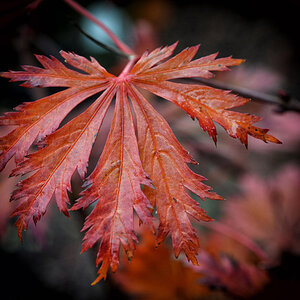 herbstblatt feuerahorn