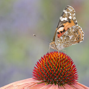 phe9894_s