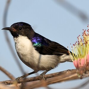 Schwalbennektarvogel (Eastern violet-backed sunbird)
Ruaha Nationalpark

s380 Ruaha Eastern Violet baked Sunbird 1958