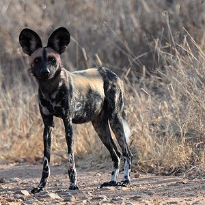 Wildhund
Ruaha Nationalpark

s425 Ruaha Hund 2488