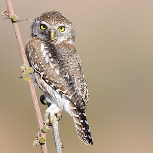 Perlkauz oder Perl-Sperlingkauz (Pearl-spottel owlet)
Ruaha Nationalpark

s480 Ruaha Pearl spottel Owlet 3369