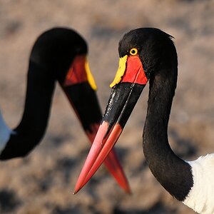 Sattelstorch (Saddle-bill stork)
Ruaha Nationalpark

s515 Ruaha Sattelstorch 3593