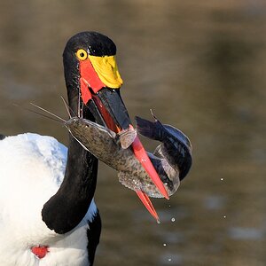 Sattelstorch (Saddle-bill stork) mit Wels (Catfish)
Ruaha Nationalpark

s515 Ruaha Sattelstorch 3616