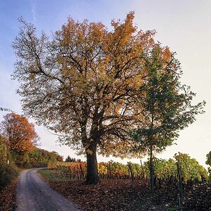 Herbstfarben 000006