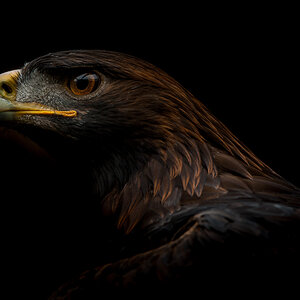 Steinadler , D700, Iso 1600, &,3, 1/80stel, 450 mm