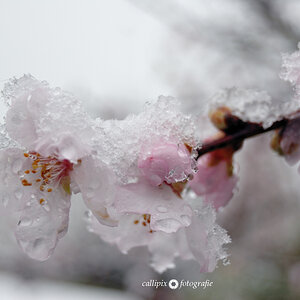 Schnee auf den Mandelblüten
