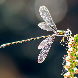 Libelle1
