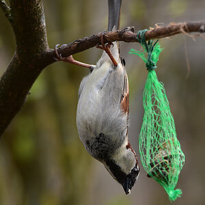 DSC 1011 Spatz