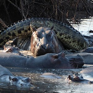 Krokodil und Nilpferde
Katavi Nationalpark

s1123 Katavi Krokodil 0384