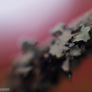 Object