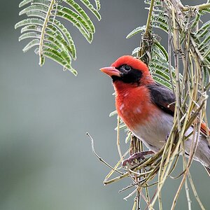 Scharlachweber (Red-headed weaver)
Utengule Coffee Lodge

s1270 Utengule CoffeeLodge Red headed Weaver 8555
