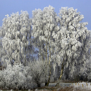 Winterbirken