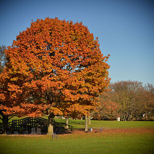 herbstbaum vignette kl