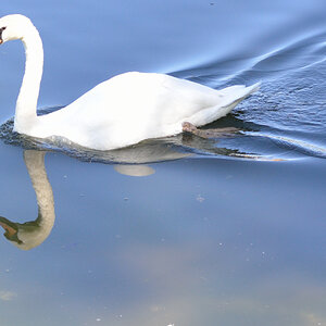 schwan spiegelung